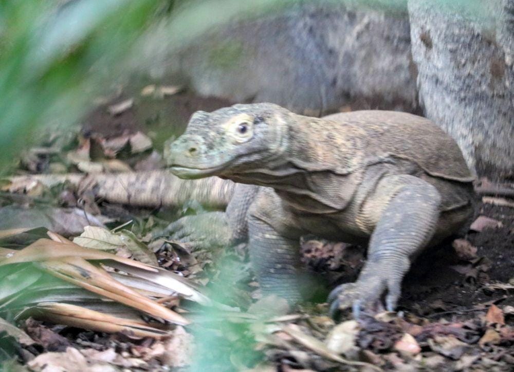 IDN Times/ Alfi Ramadana