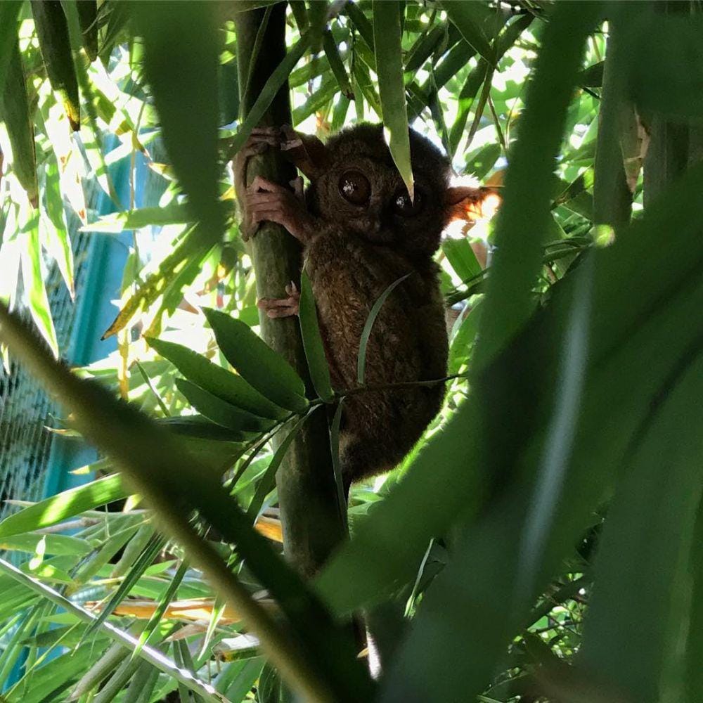 instagram.com/indrisca