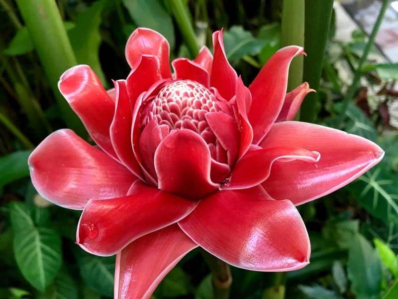 5 Manfaat Kecombrang, Si Cantik yang Penuh Khasiat