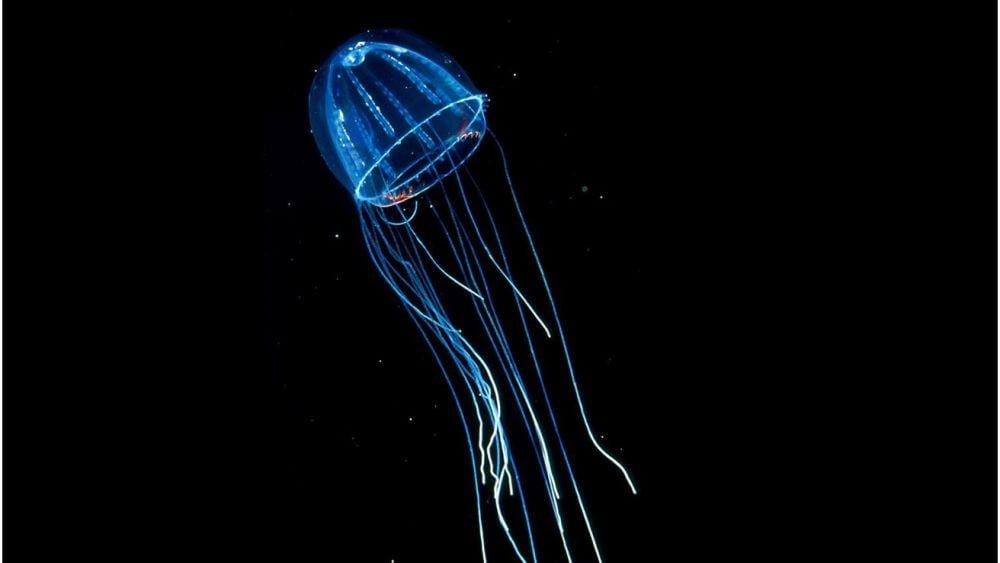 montereybayaquarium.org