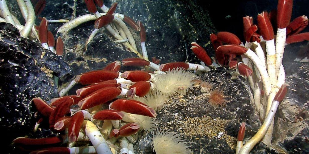 chinadialogueocean.net