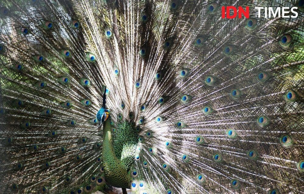 IDN Times/Abdurrahman