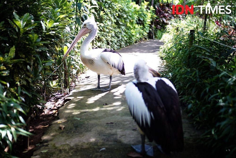 IDN Times/Abdurrahman