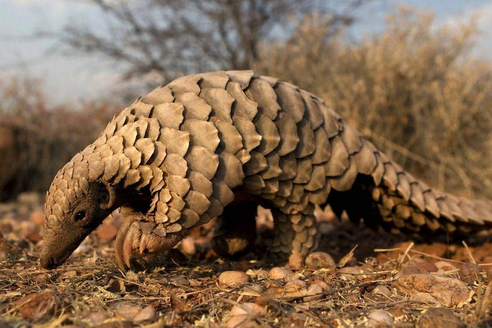 8 Fakta Trenggiling, Hewan yang Paling Banyak Diperdagangkan di Dunia