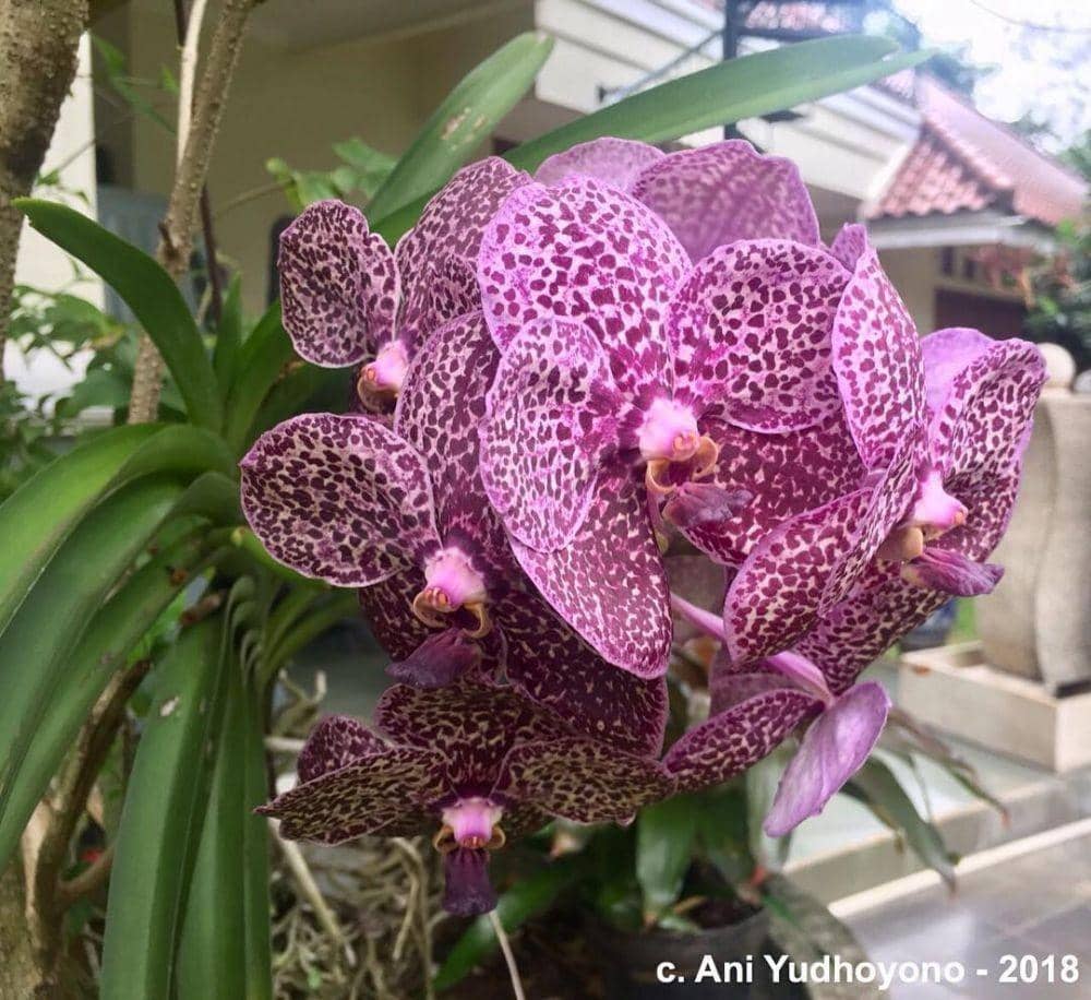 instagram/aniyudhoyono