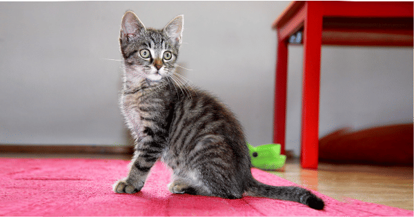 Ilustrasi (pixabay/ivoxis)