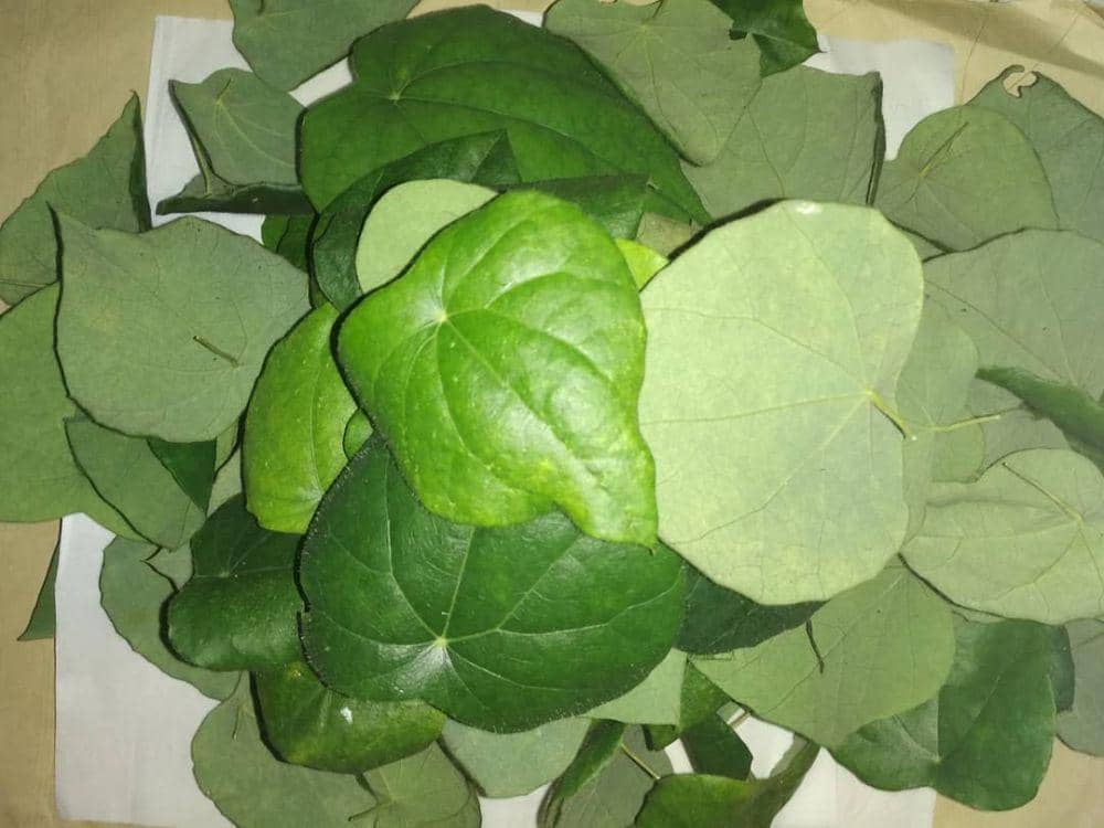 instagram.com/curcumamentari