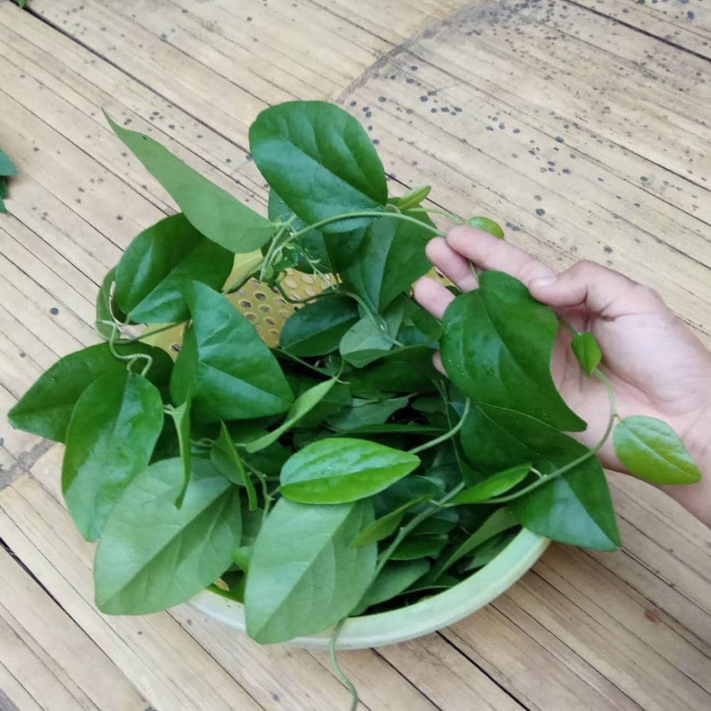 instagram.com/rimaummurayna