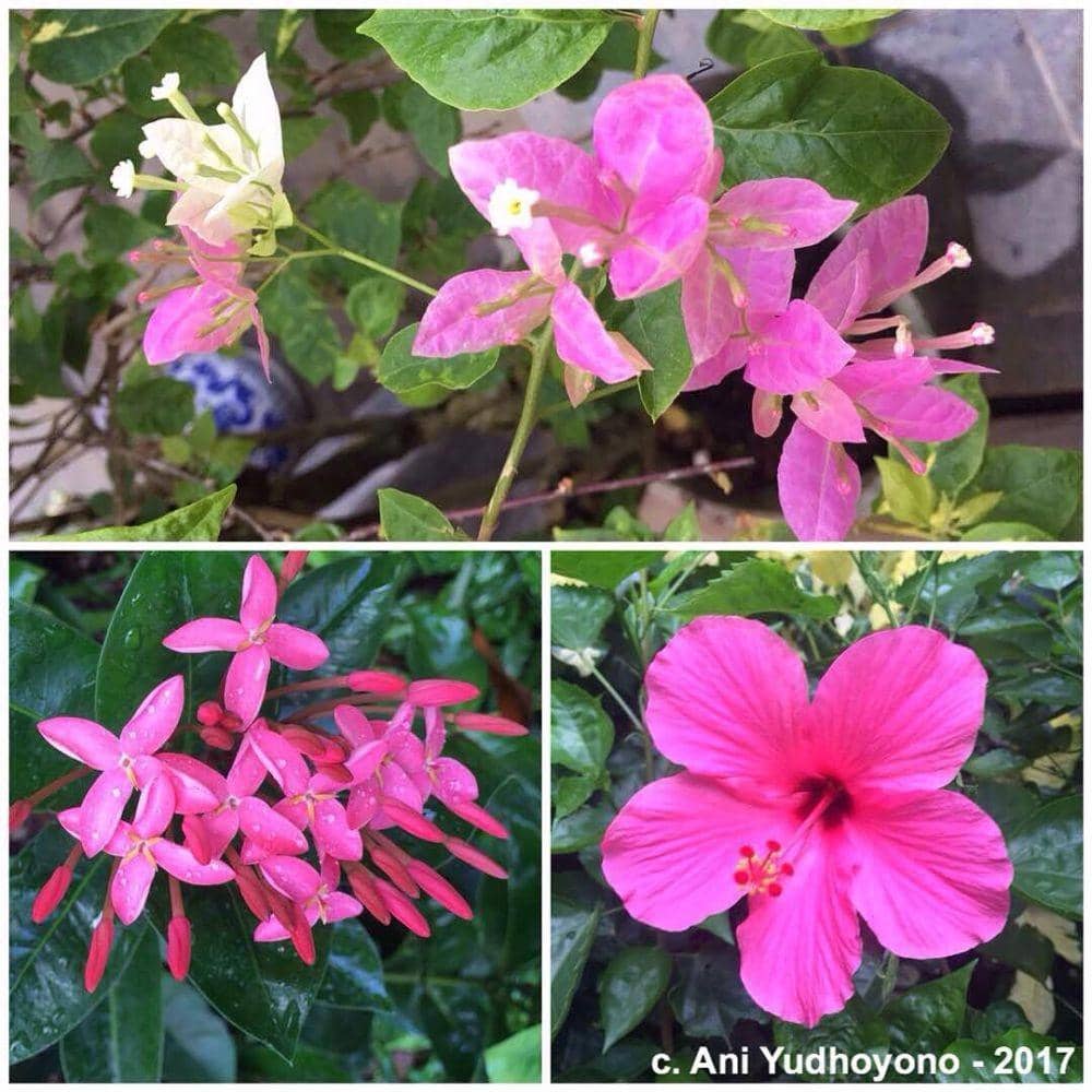 instagram/Aniyudhoyono