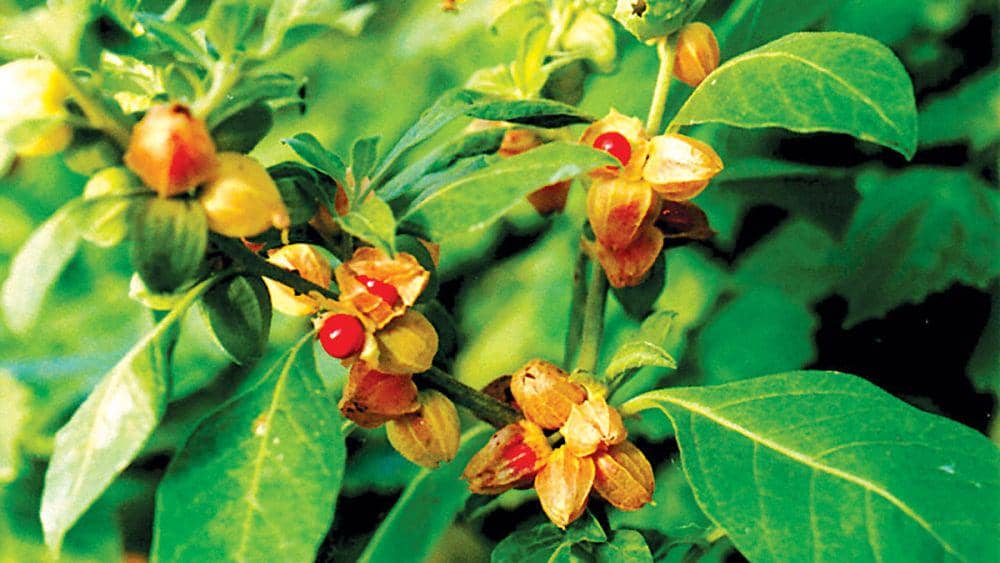 ayurvedichomeremedies.net