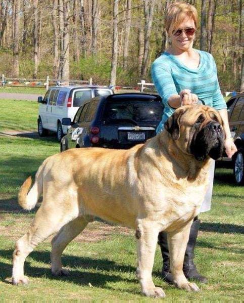 pedigreedatabase.com