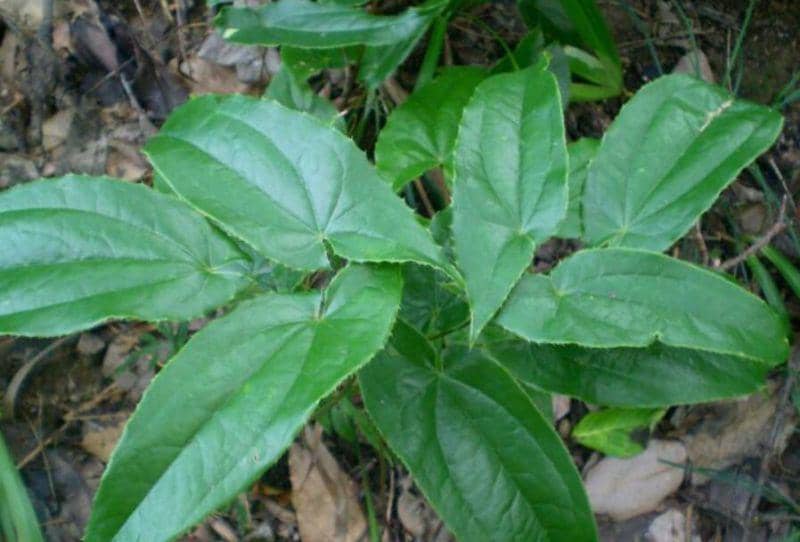 natural2017.en.made-in-china.com