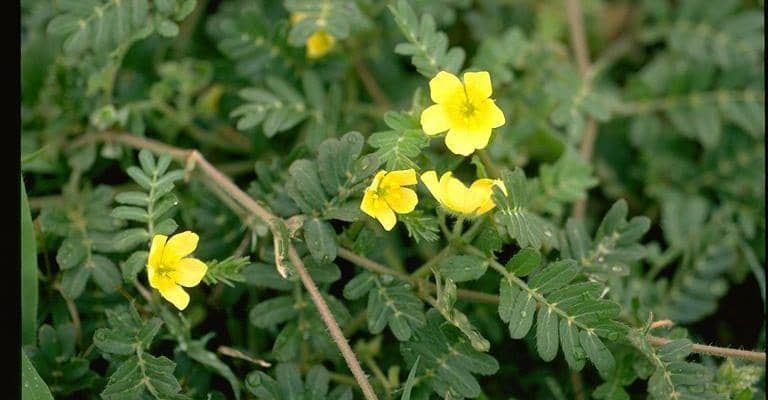 lifeforcetestosterone.net