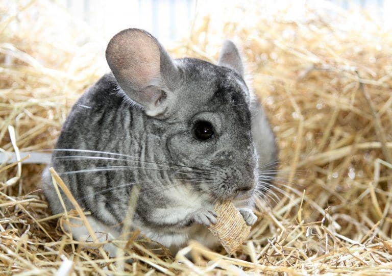 chinchilla.co