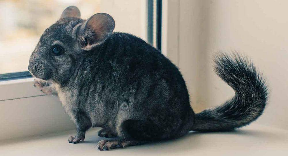 squeaksandnibbles.com