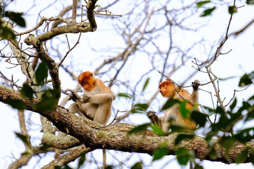 Instagram/Bayu Wicaksono