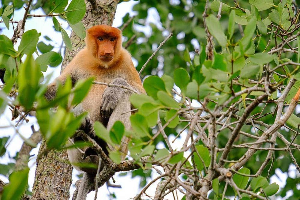 Instagram/Bayu Wicaksono