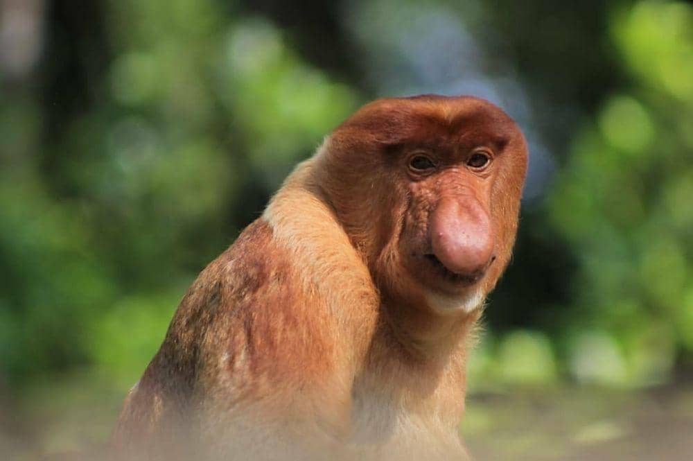 Instagram/gerakansahabatkonservasi