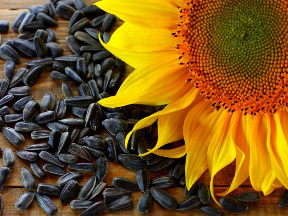 blog.tokotanaman.com