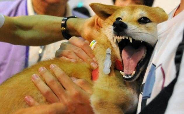 5 Penyakit Zoonosis di Indonesia, Wabah yang Menular dari Hewan