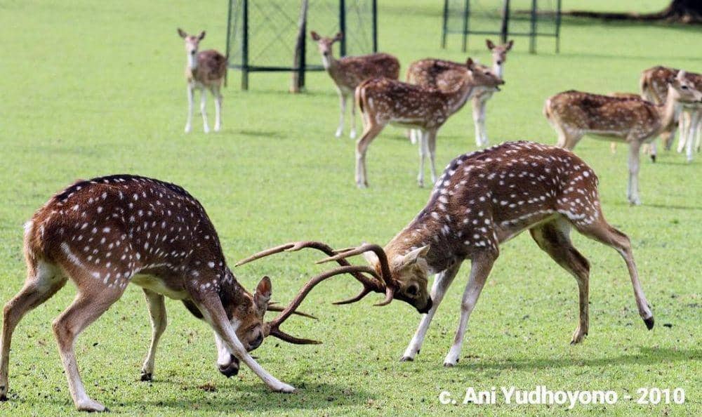 instagram.com/aniyudhoyono