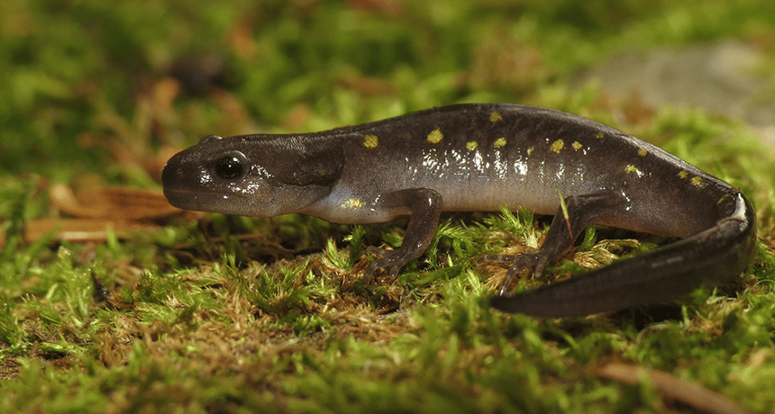 sciencenewsforstudents.org