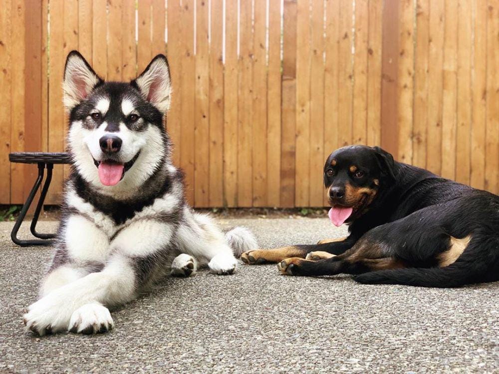 instagram.com/mally_denali