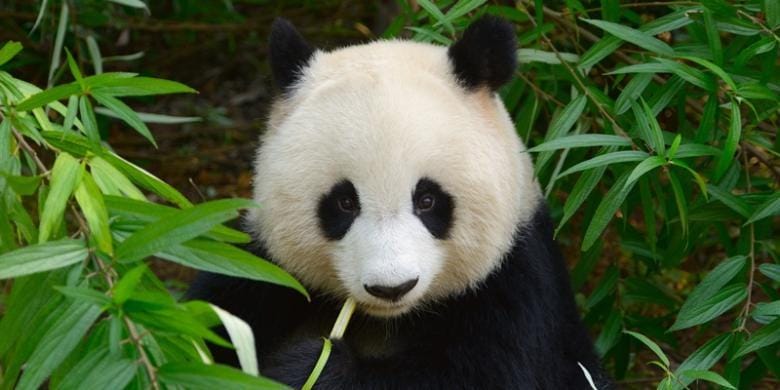 internasional.kompas.com