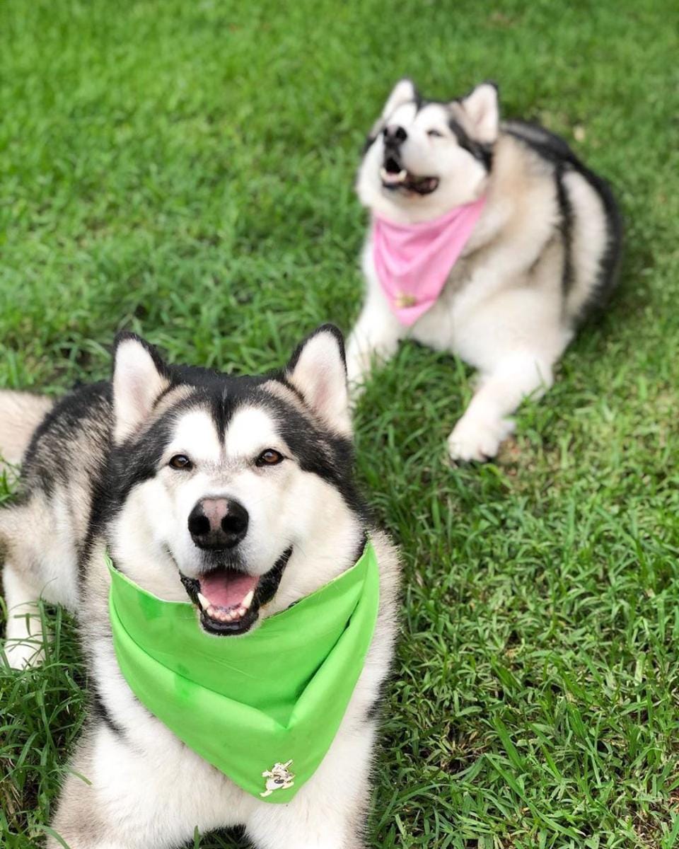 instagram.com/themalamutepack
