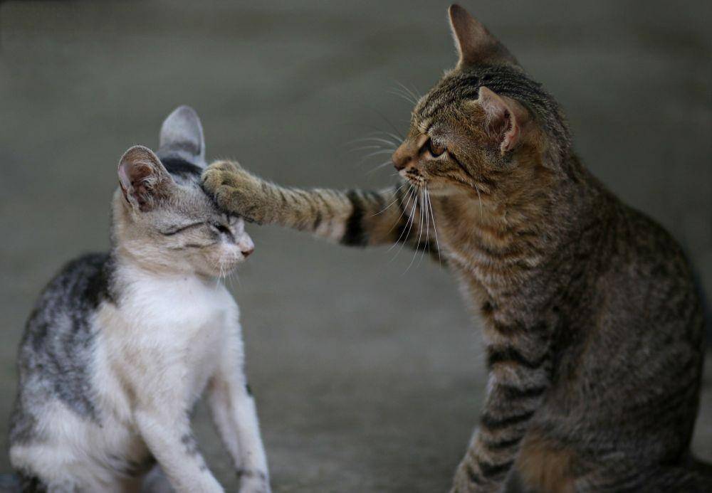 animalclinicatthorndale.com
