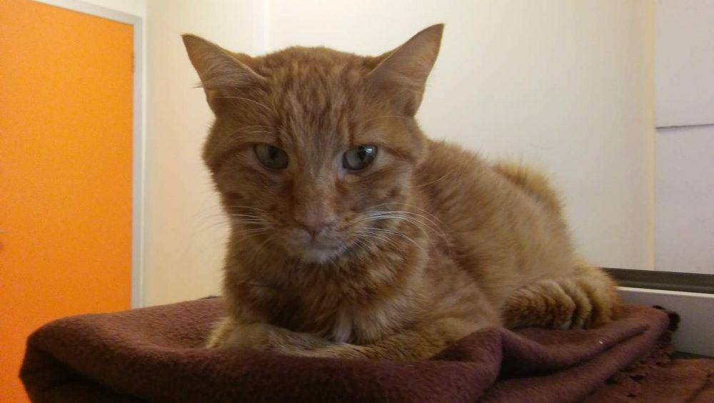 lottothecat.com
