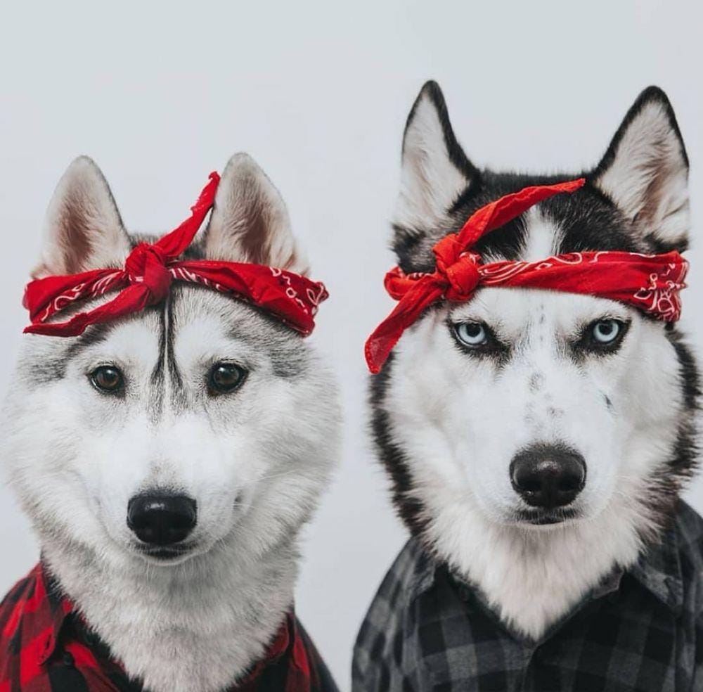 instagram.com/huskyw0rld