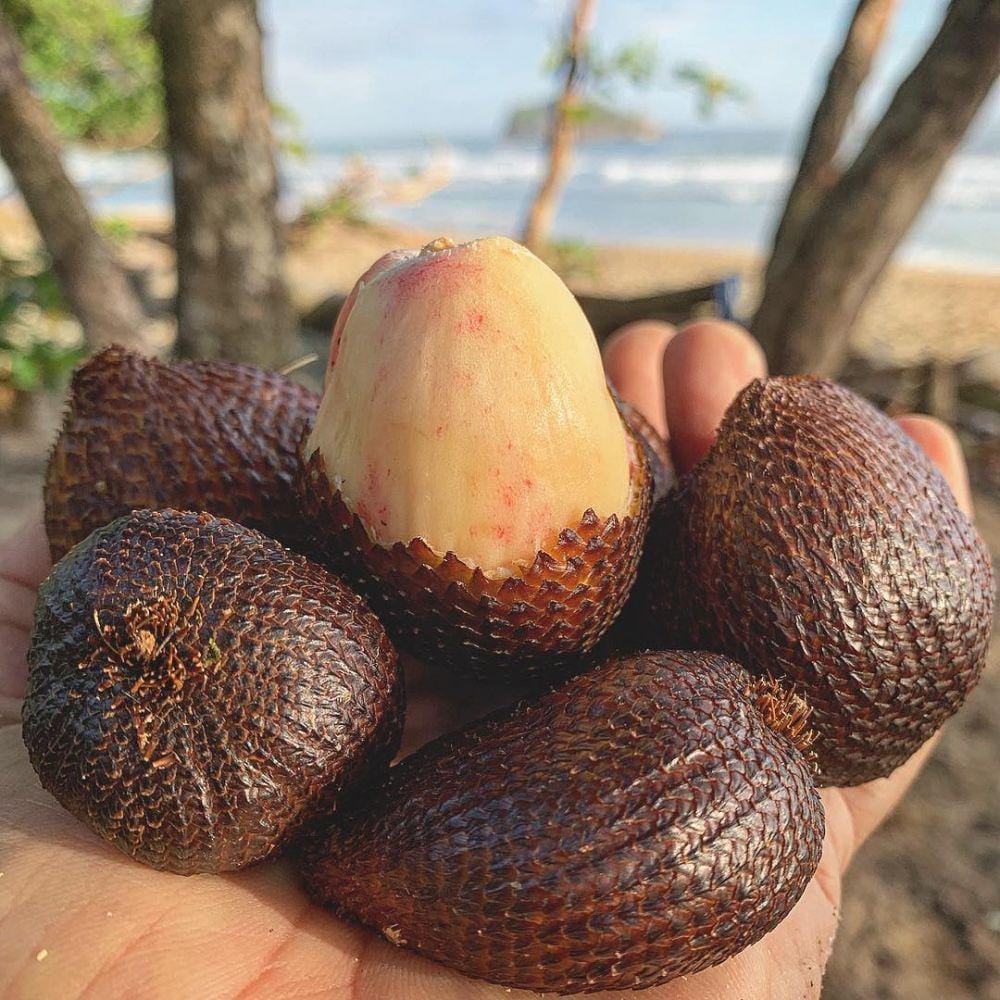 instagram.com/greendreamsfl