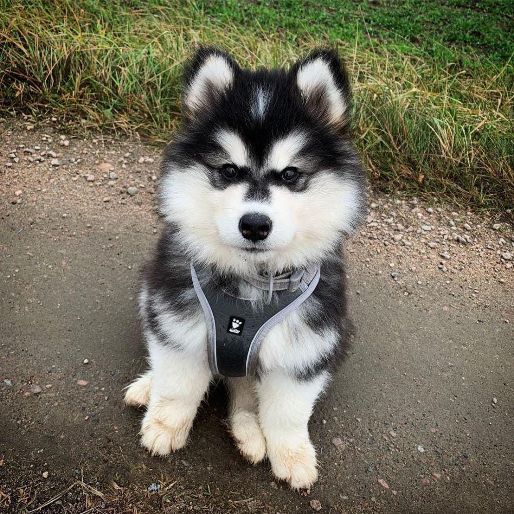 instagram.com/malamutepacklife_miwok