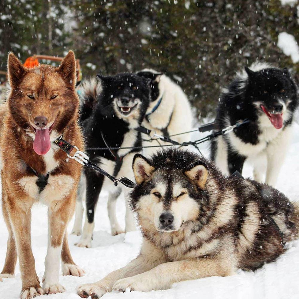 instagram.com/ukioq.paws