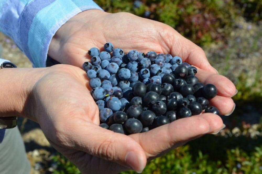 wildblueberries.com