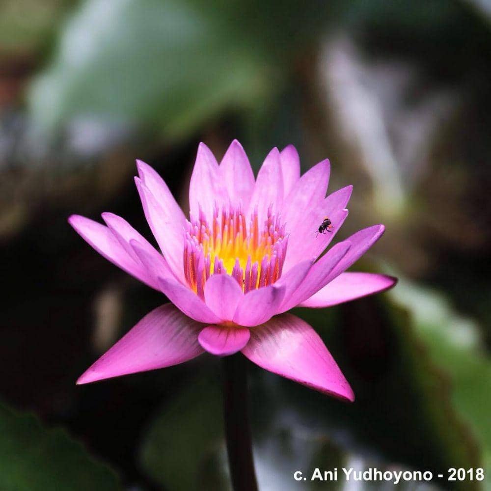 instagram.com/aniyudhoyono