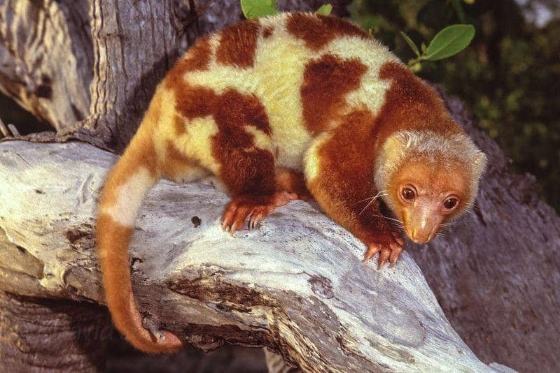 laughingfrogphotography.com