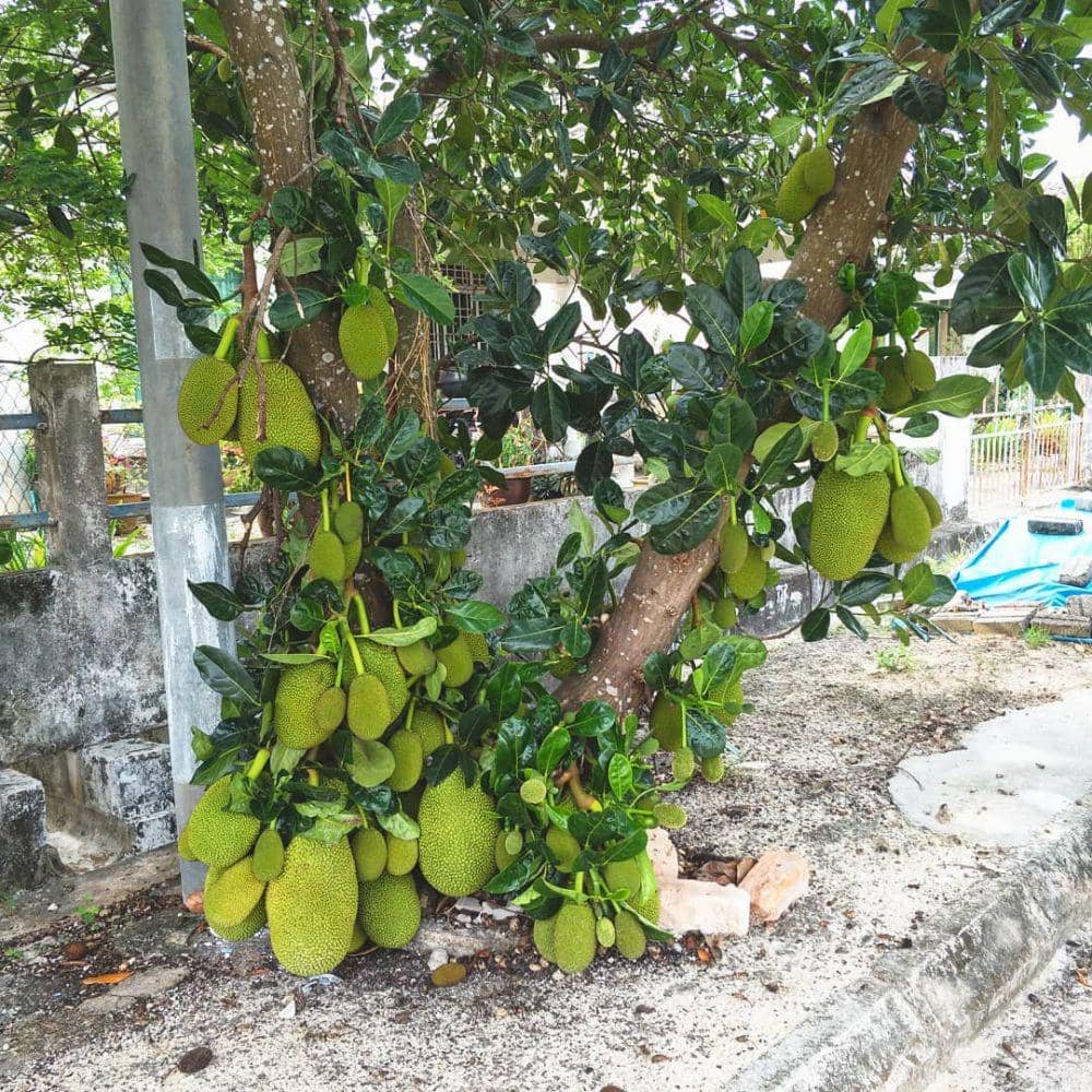 instagram.com/dessertdiary.my