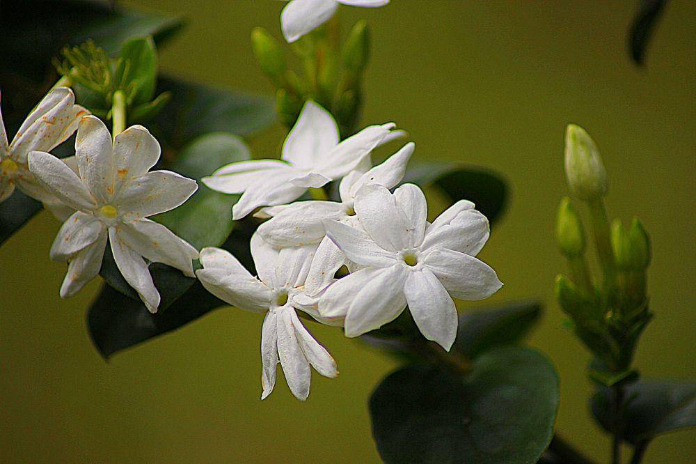 pixabay.com/oom_endro-51431