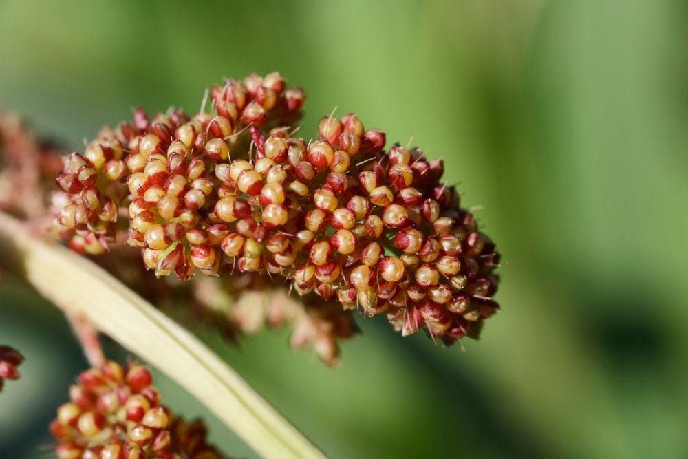 tipspetani.blogspot.com