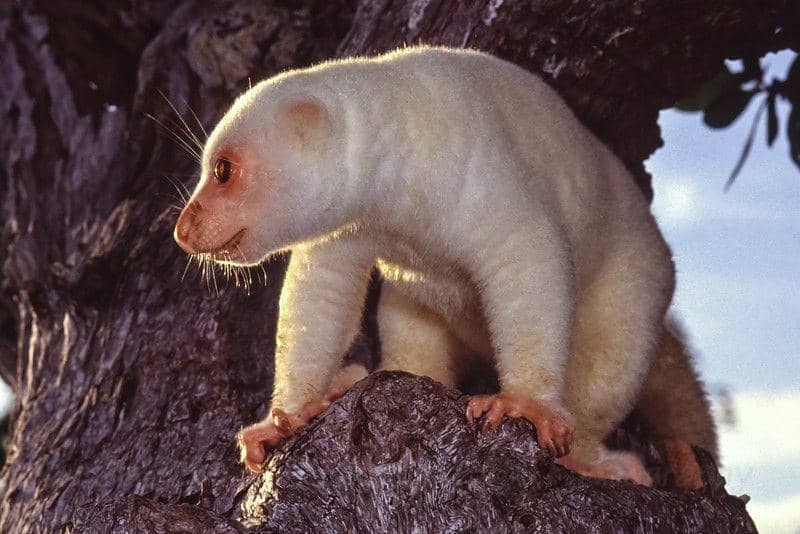 laughingfrogphotography.com