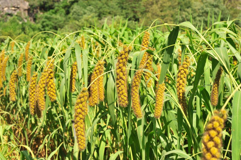 omgperkutut.blogspot.com