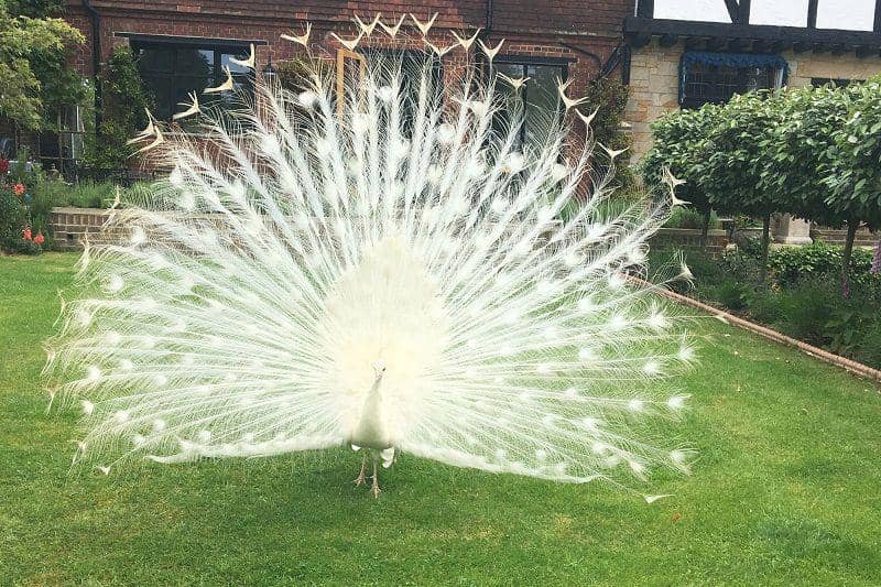 thenypost.wordpress.com