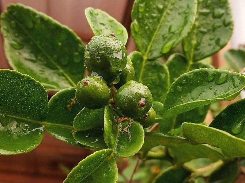 instagram.com/bangsomad