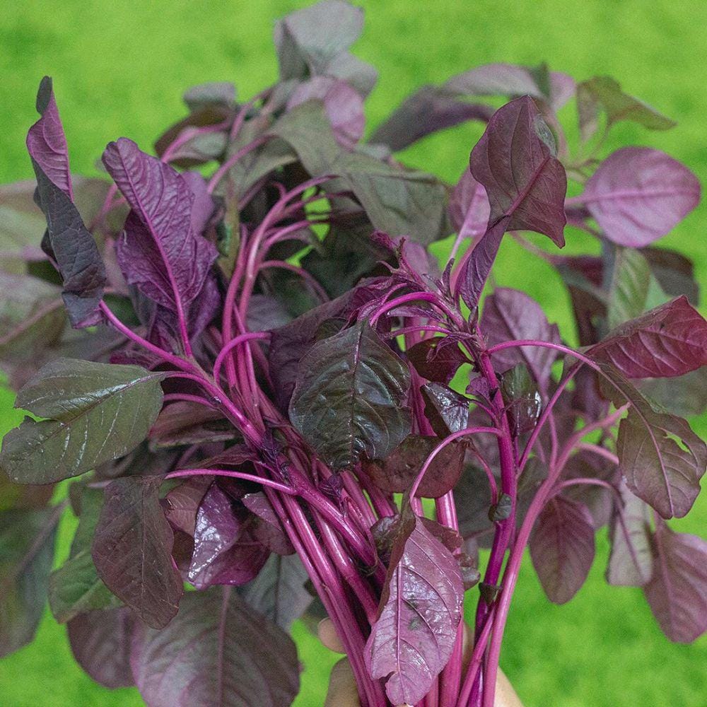 instagram.com/sayurbox