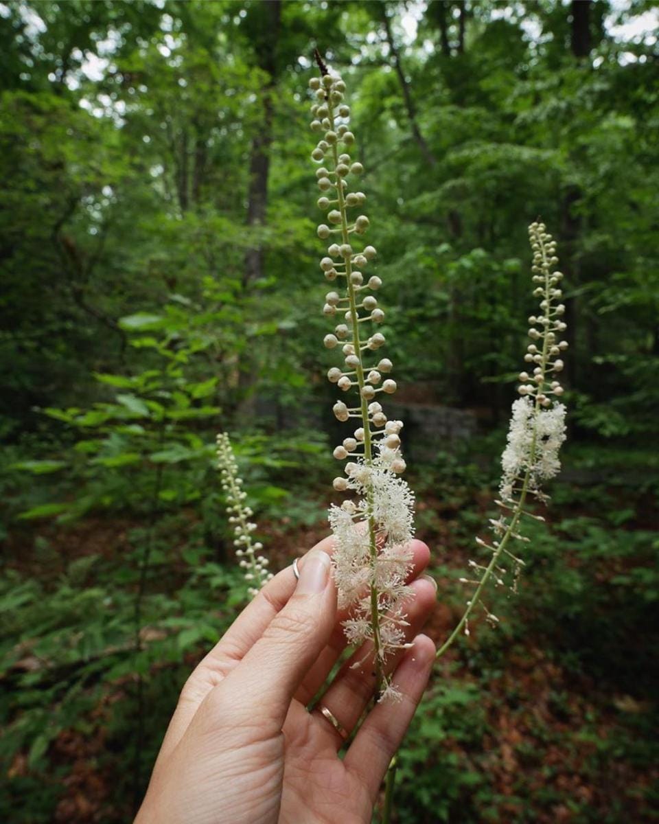 instagram.com/rootandkettle