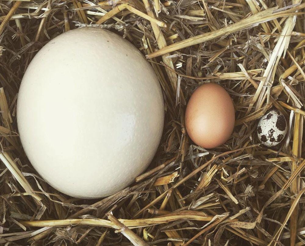 instagram.com/babanyami/