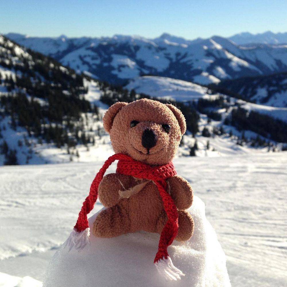 Instagram.com/teddybearabroad