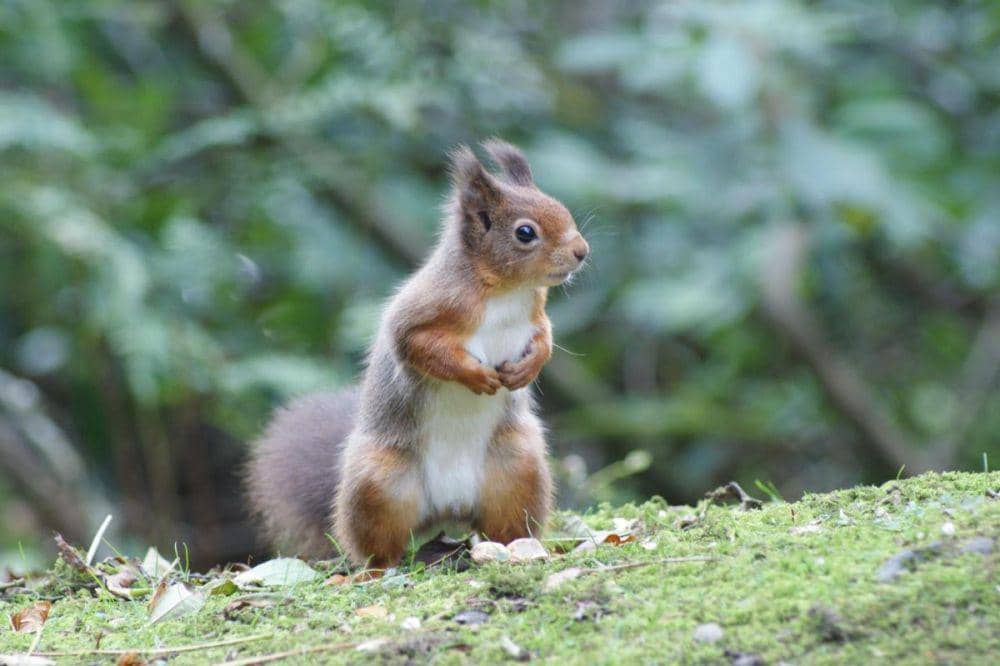 thewestmorlandgazette.co.uk